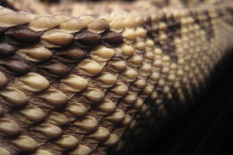 Why Do Reptiles Have Scales
